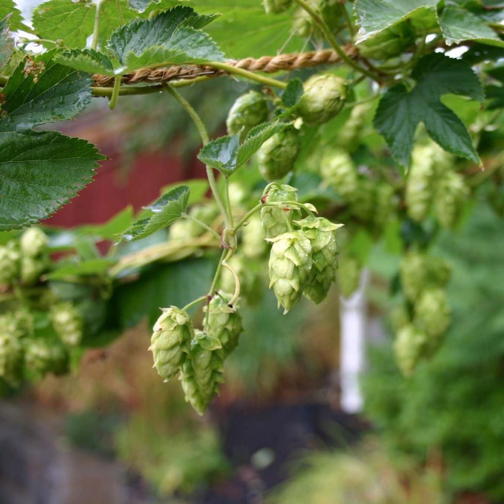 Humulus lupulus Cascade - Hopfen