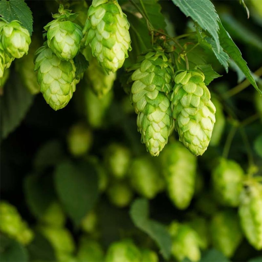 Humulus lupulus Target - Hopfen