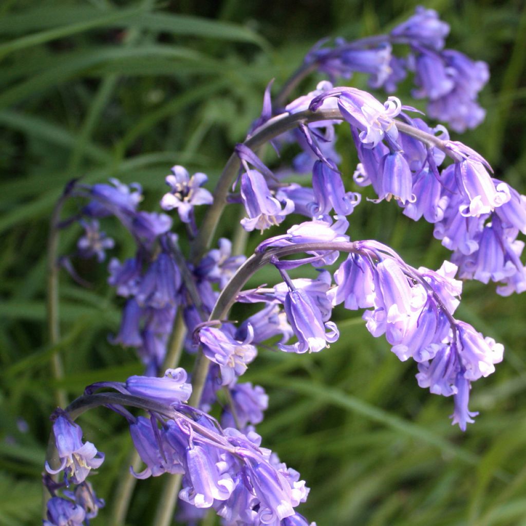 Hyacinthoides hispanica - Spanische Hasenglöckchen