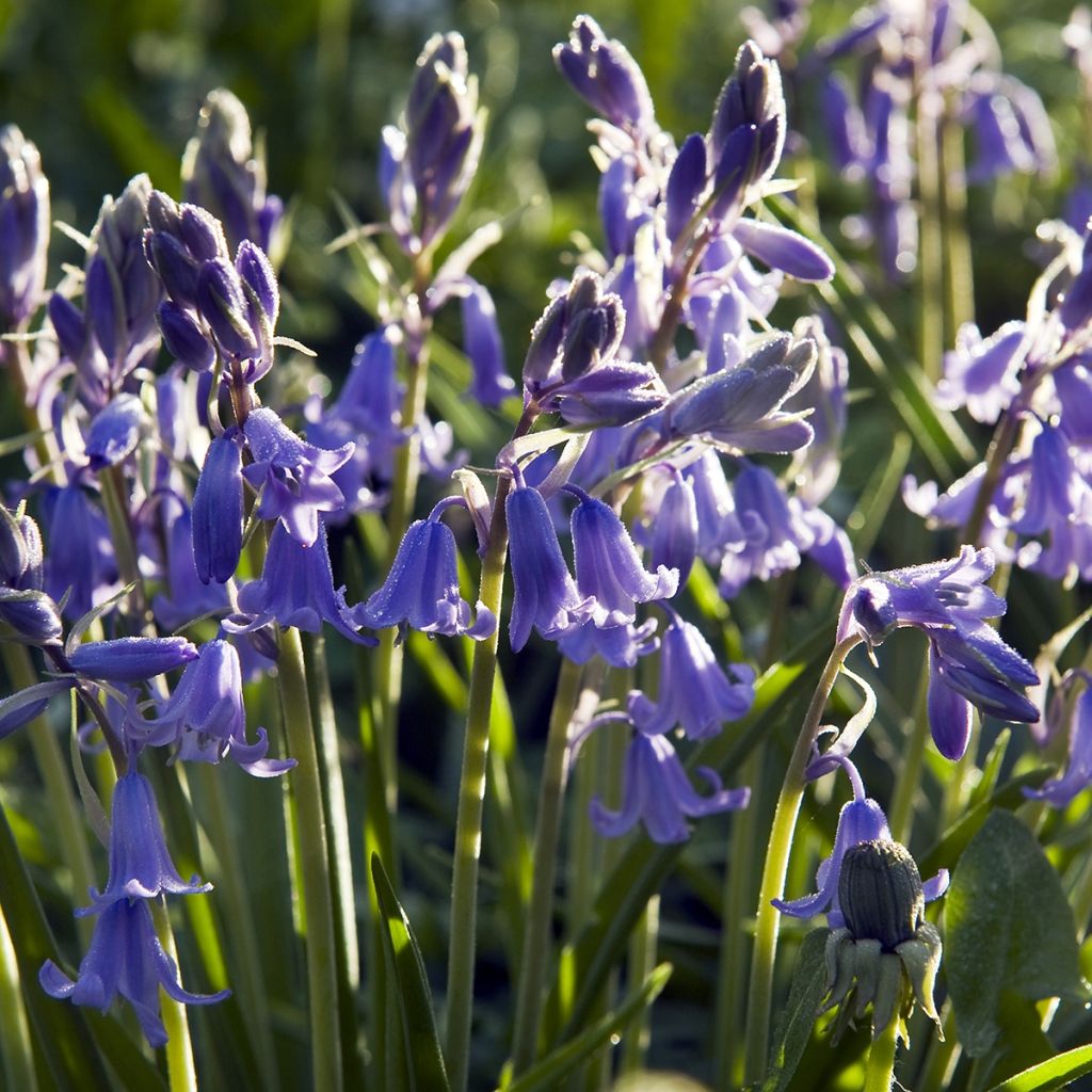 Hyacinthoides hispanica Mix - Spanische Hasenglöckchen