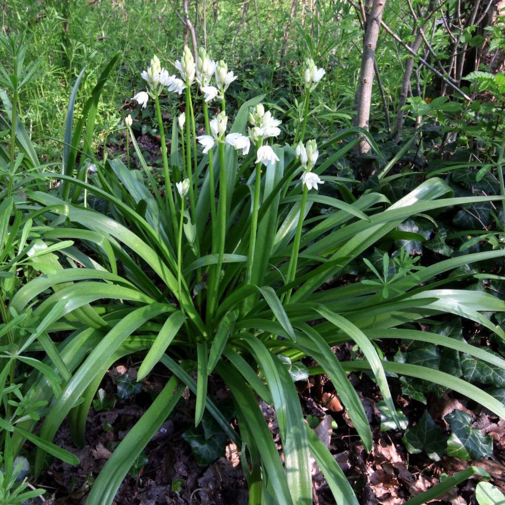 Hyacinthoides non-scripta Alba - Atlantische Hasenglöckchen