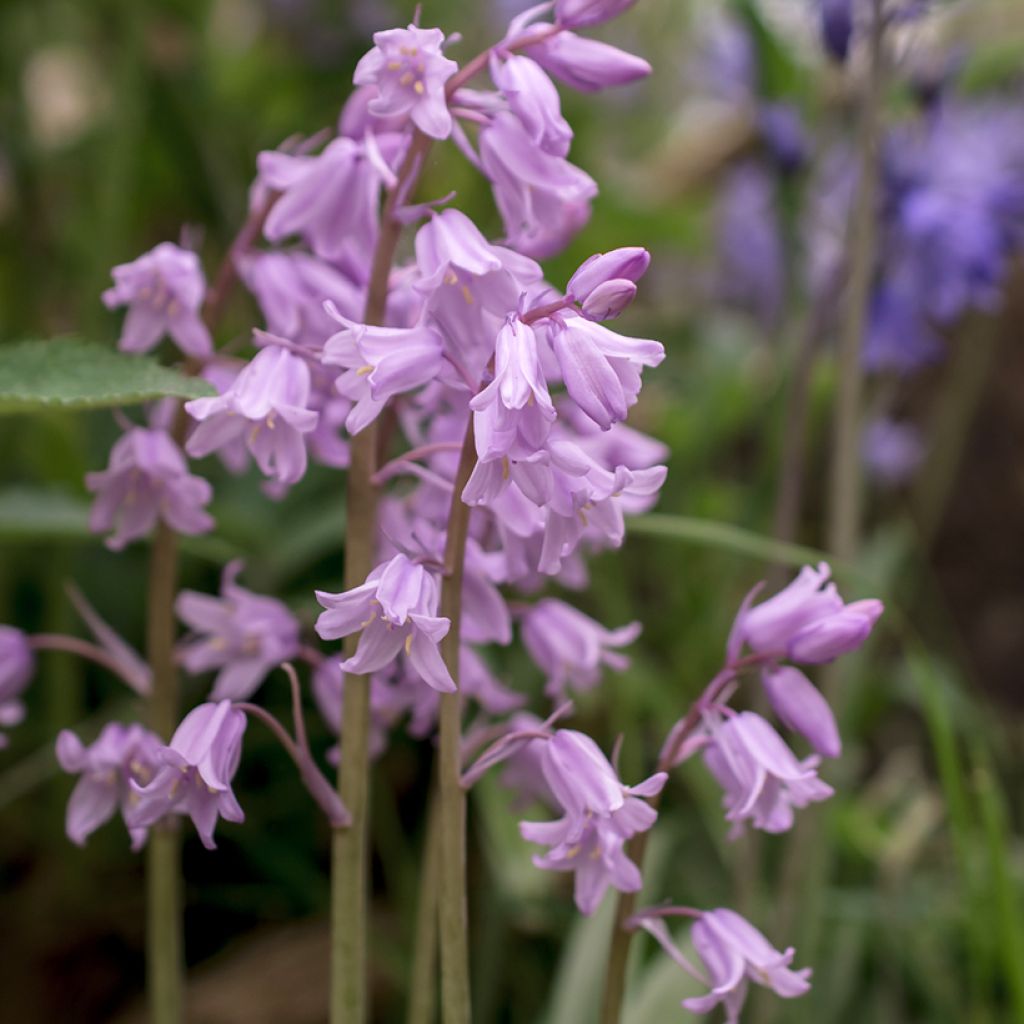 Hyacinthoides non-scripta Rosea - Jacinthe des bois rose