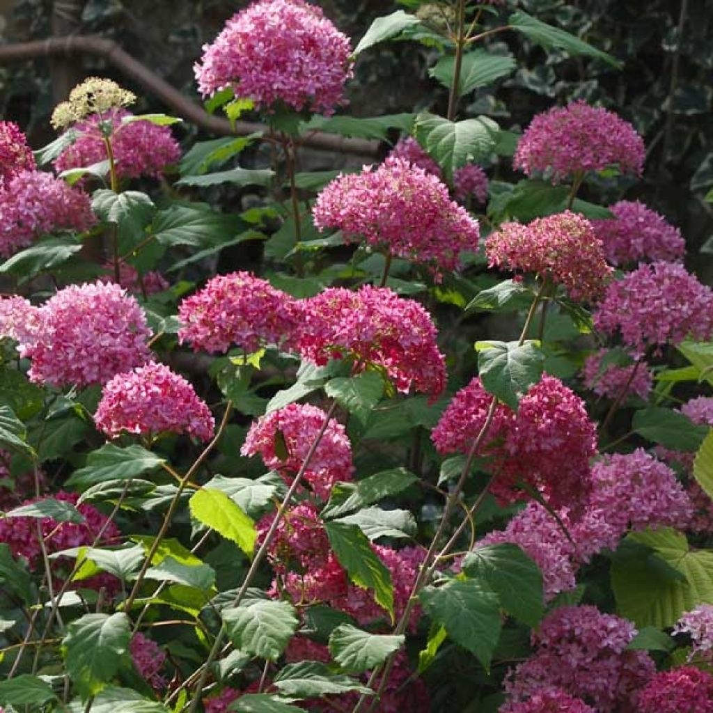 Schneeballhortensie Bella Anna - Hydrangea arborescens