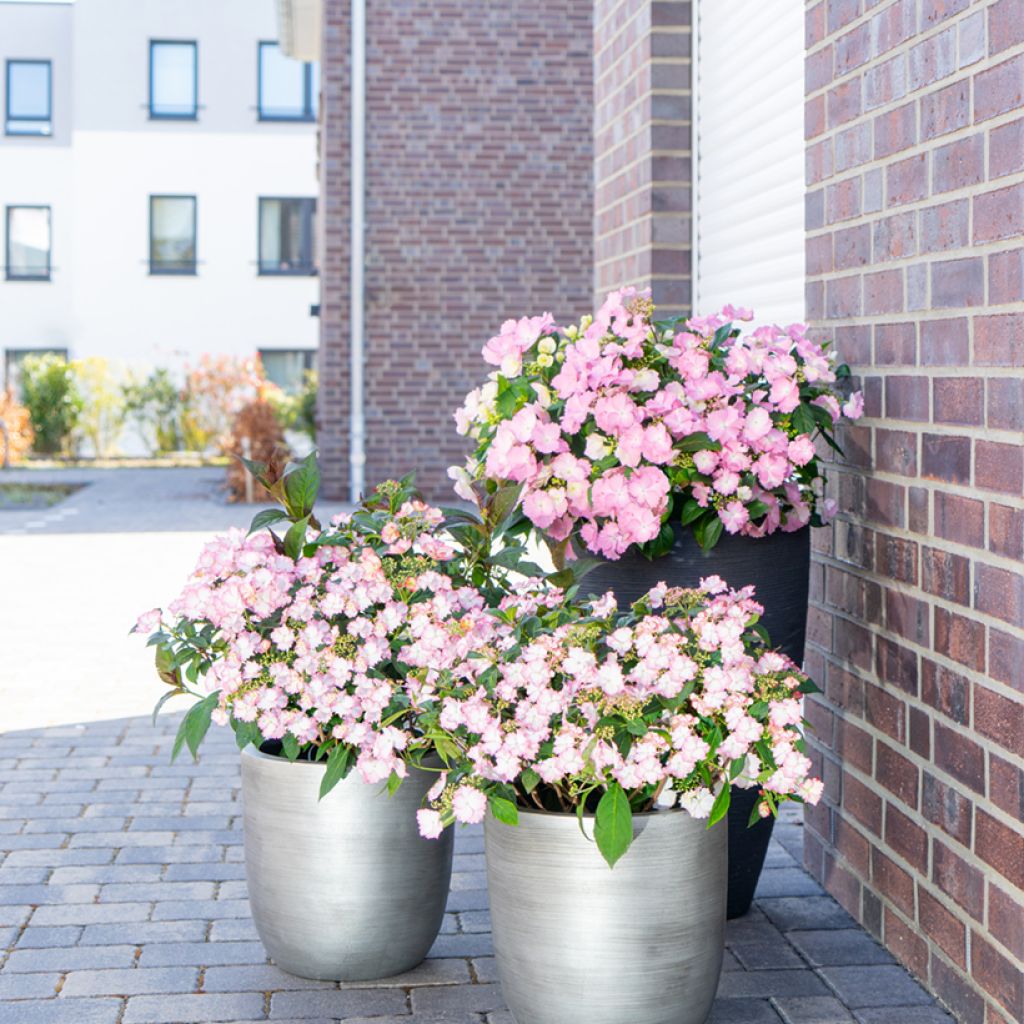 Hydrangea macrophylla Bloombuster Rosa - Bauernhortensie