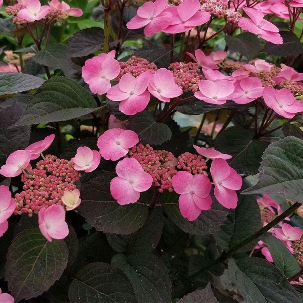 Hydrangea Daredevil - hortensia hybride