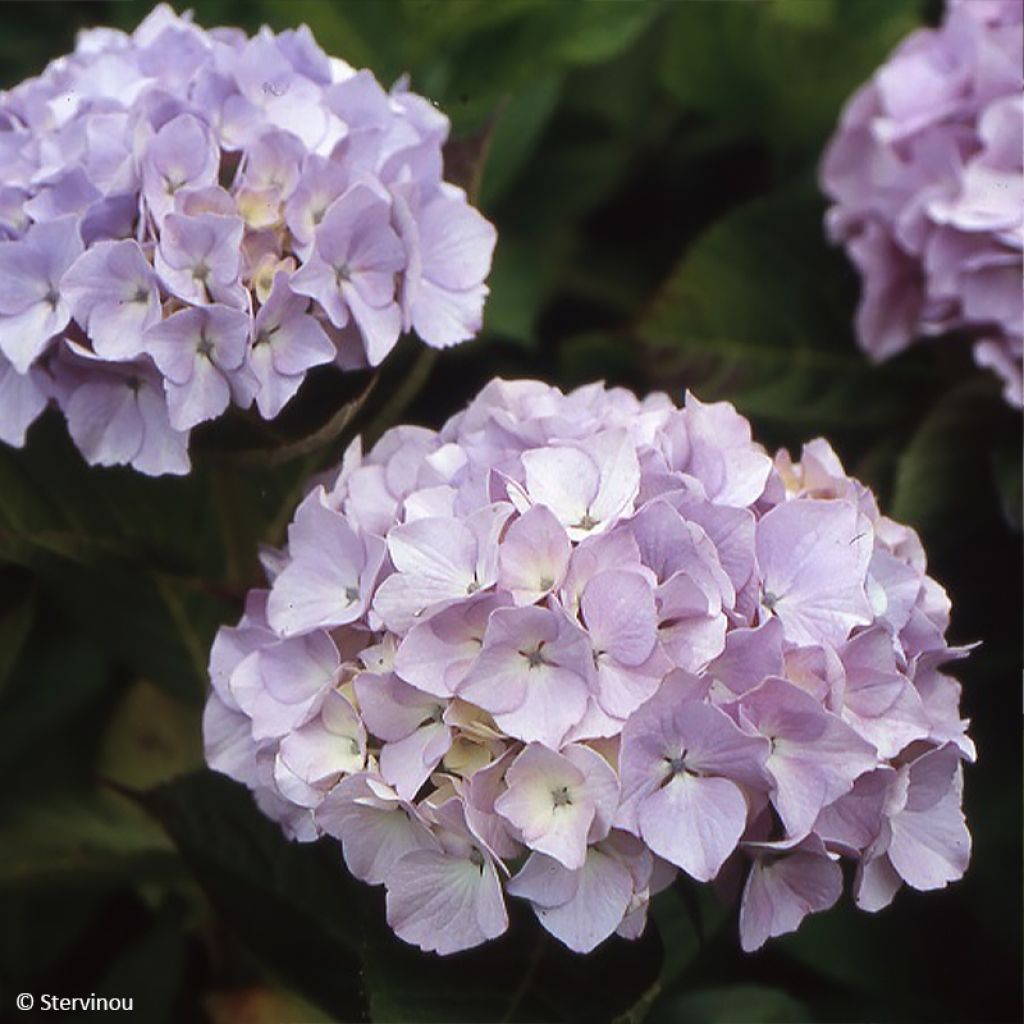 Hydrangea macrophylla Madame Plumecoq - Bauernhortensie