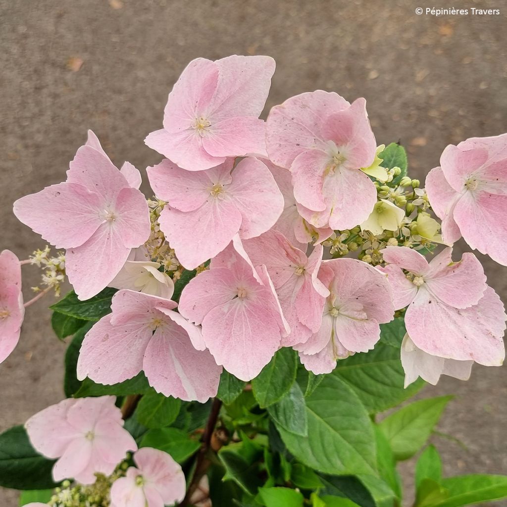 Hydrangea Renaissance - Hortensie