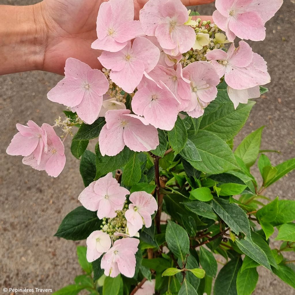 Hydrangea Renaissance - Hortensie