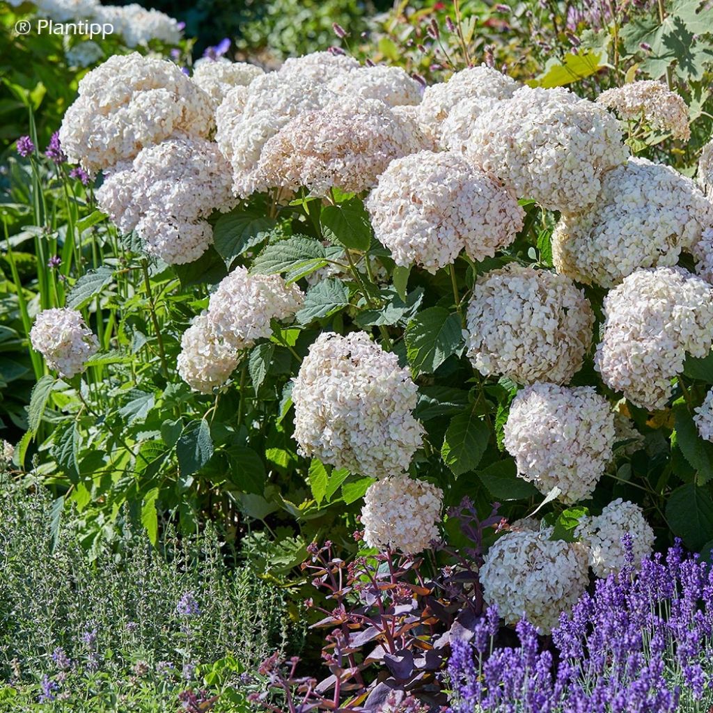 Hortensia - Hydrangea arborescens Candybelle Marshmallow