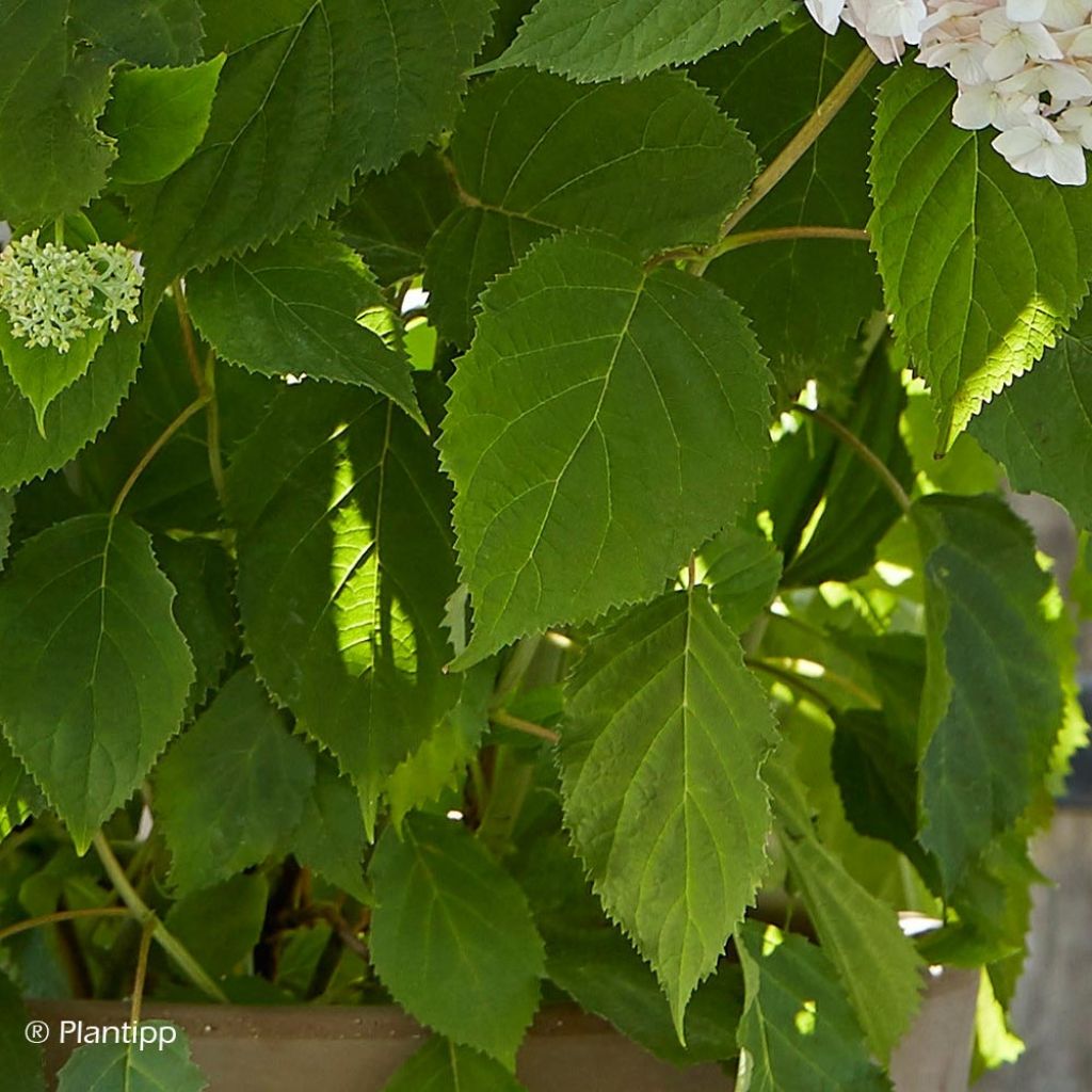 Hortensia - Hydrangea arborescens Candybelle Marshmallow