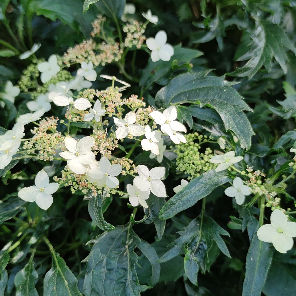 Schneeballhortensie Emerald lace - Hydrangea arborescens