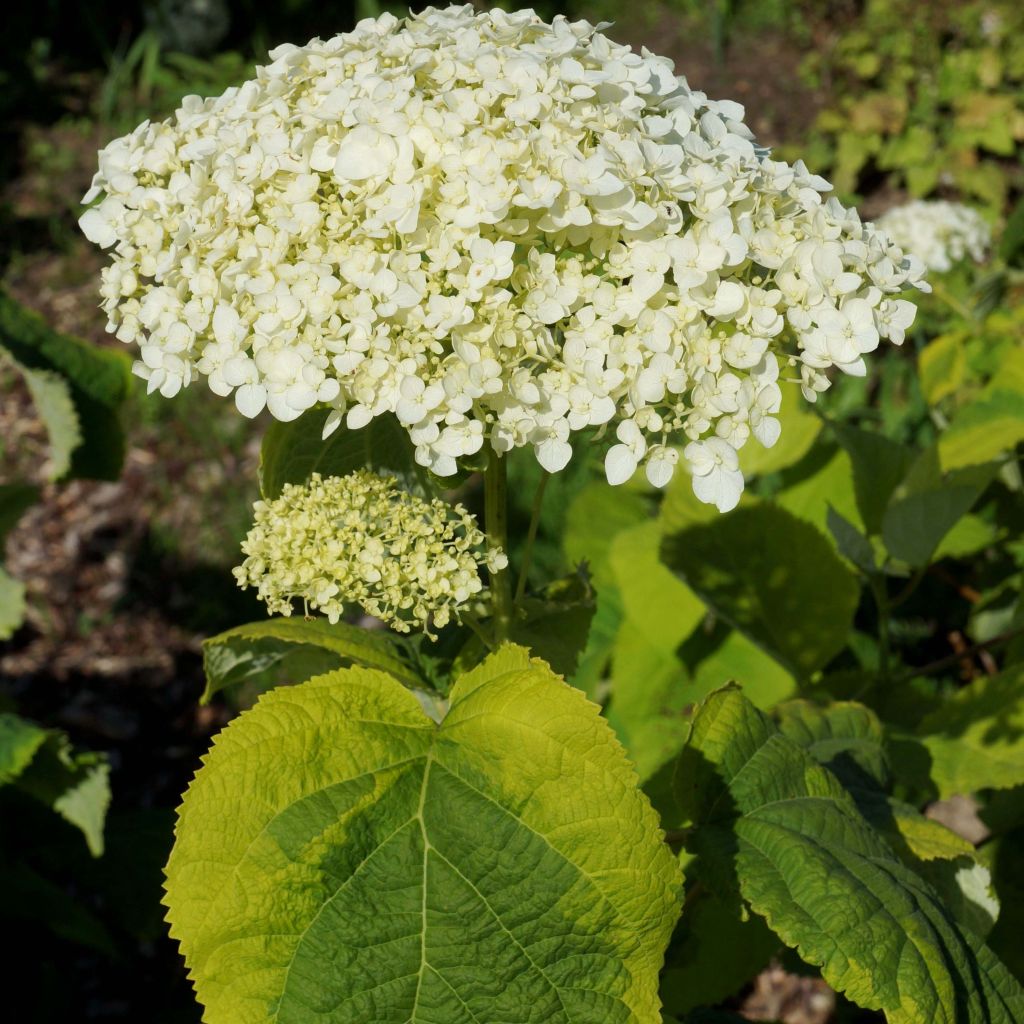 Hortensia arborescens Golden Annabelle