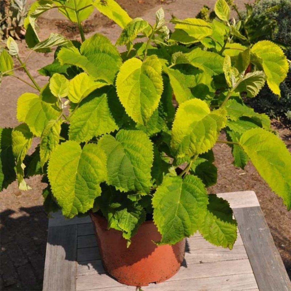 Hortensia - Hydrangea arborescens Golden Annabelle 