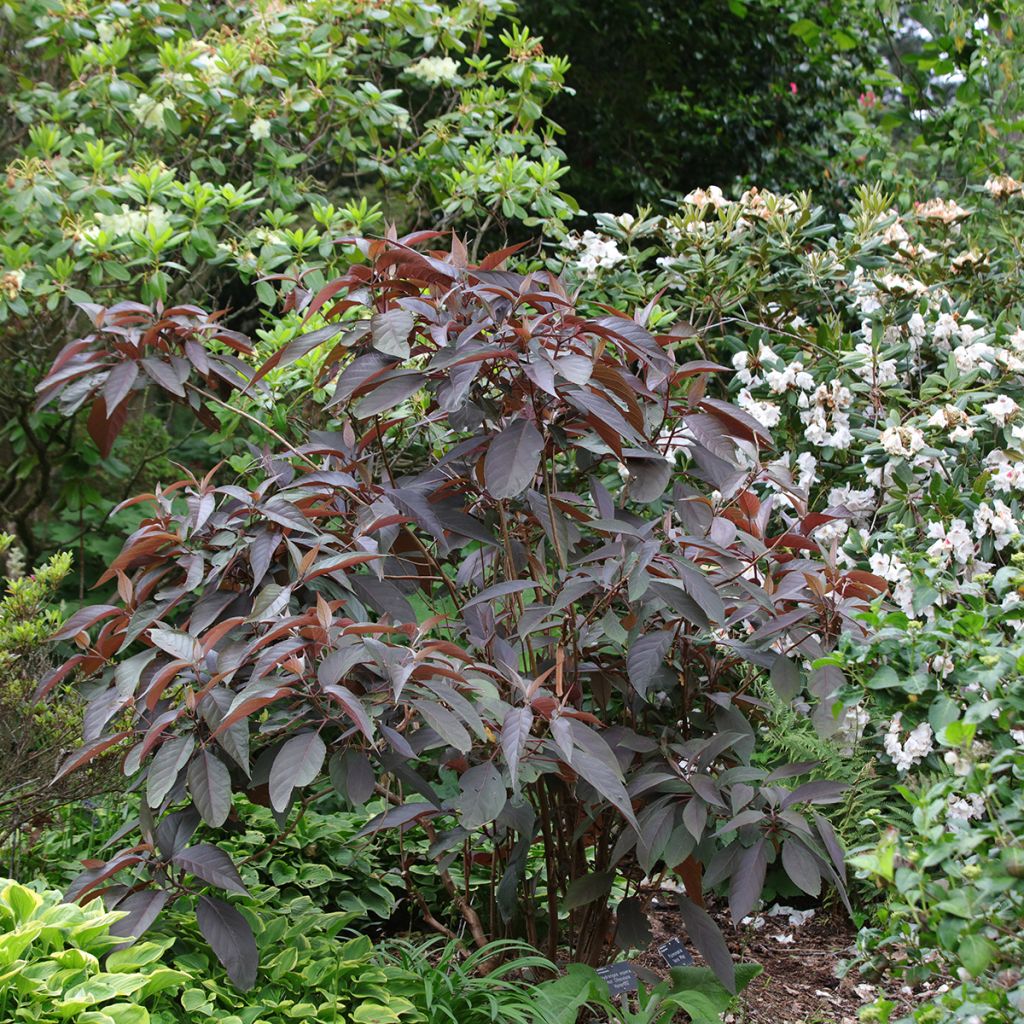 Hydrangea aspera Hot Chocolate - Samthortensie