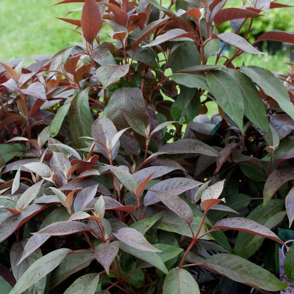 Hydrangea aspera Hot Chocolate - Samthortensie