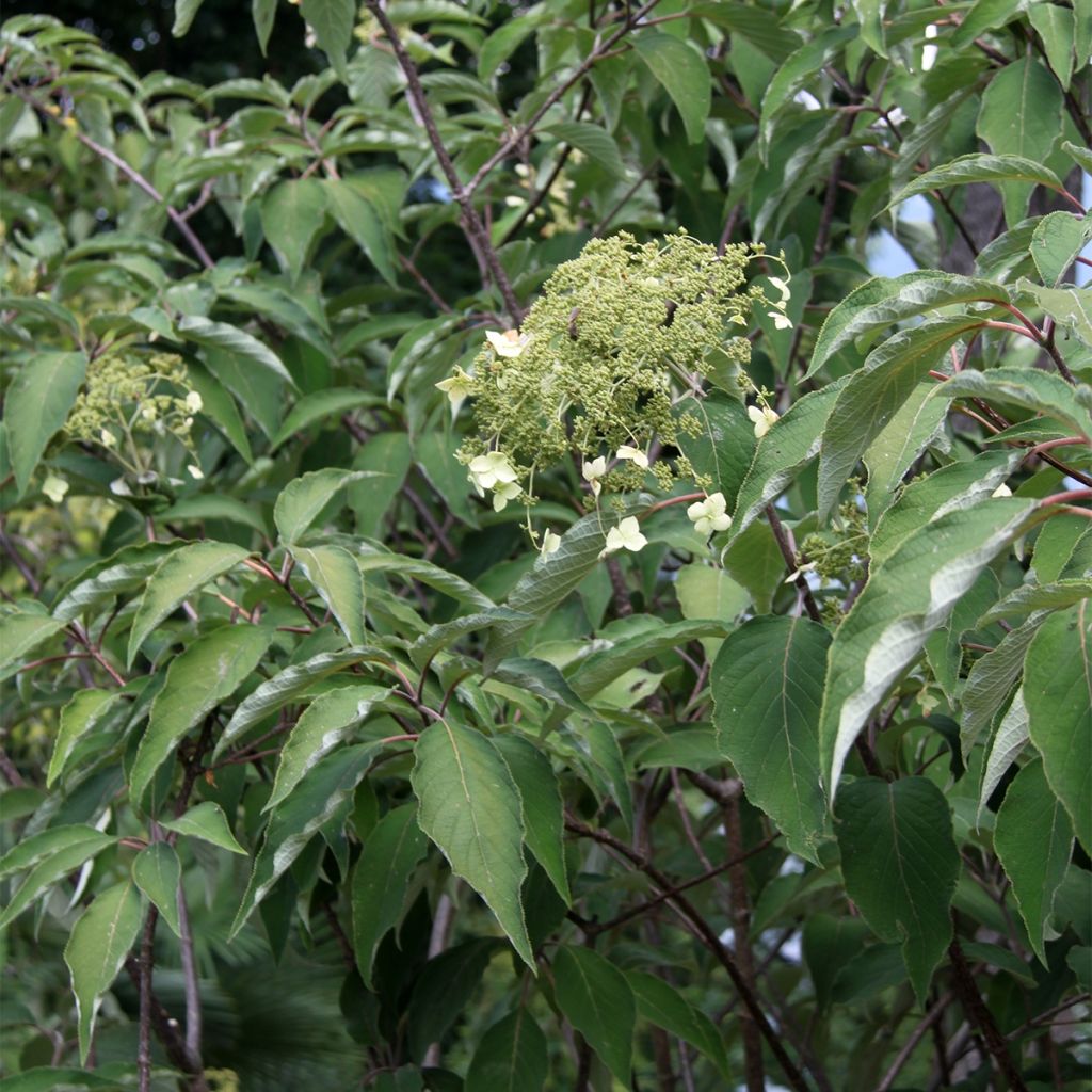 Hydrangea heteromalla Bretschneideri - Chinesische Hortensie