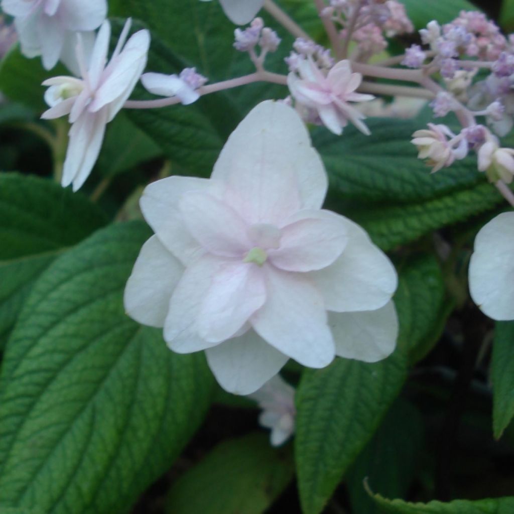 Hortensia - Hydrangea involu.Yoraku Tama