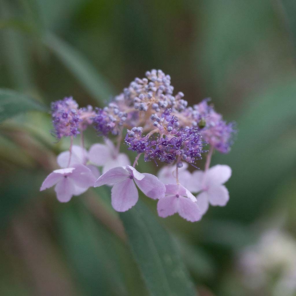 Hydrangea involucrata - Hüllblatt-Hortensie