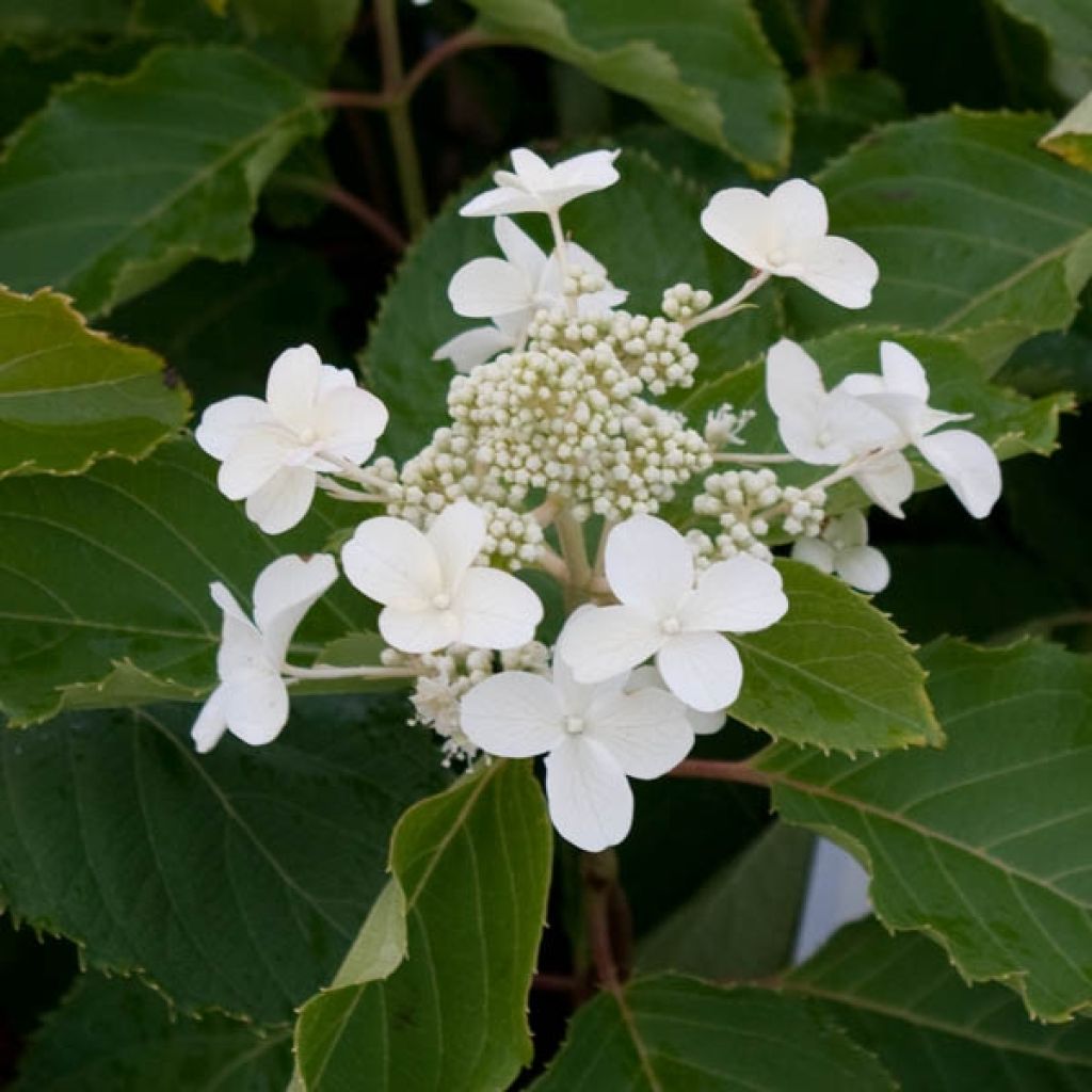 Rispenhortensie Levana - Hydrangea paniculata