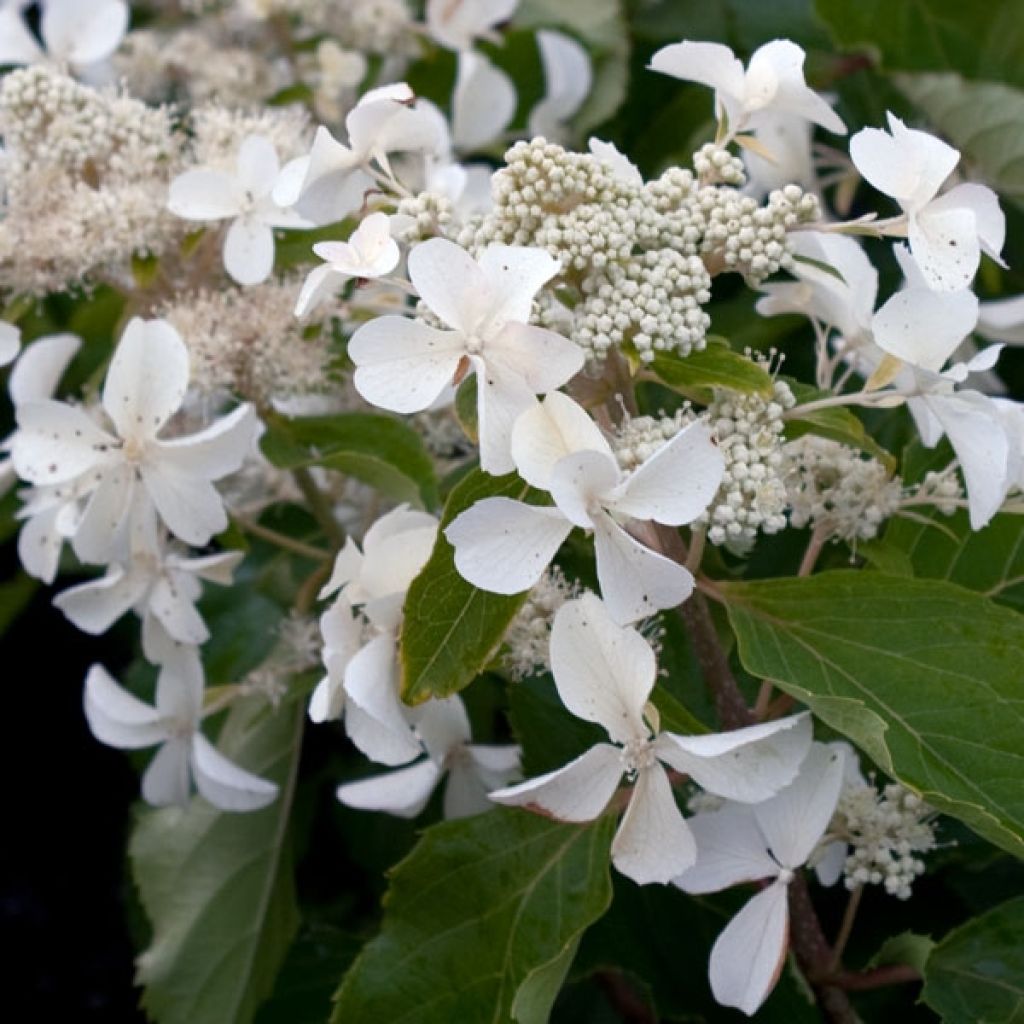 Hortensia - Hydrangea paniculata Levana en pot de 10 L