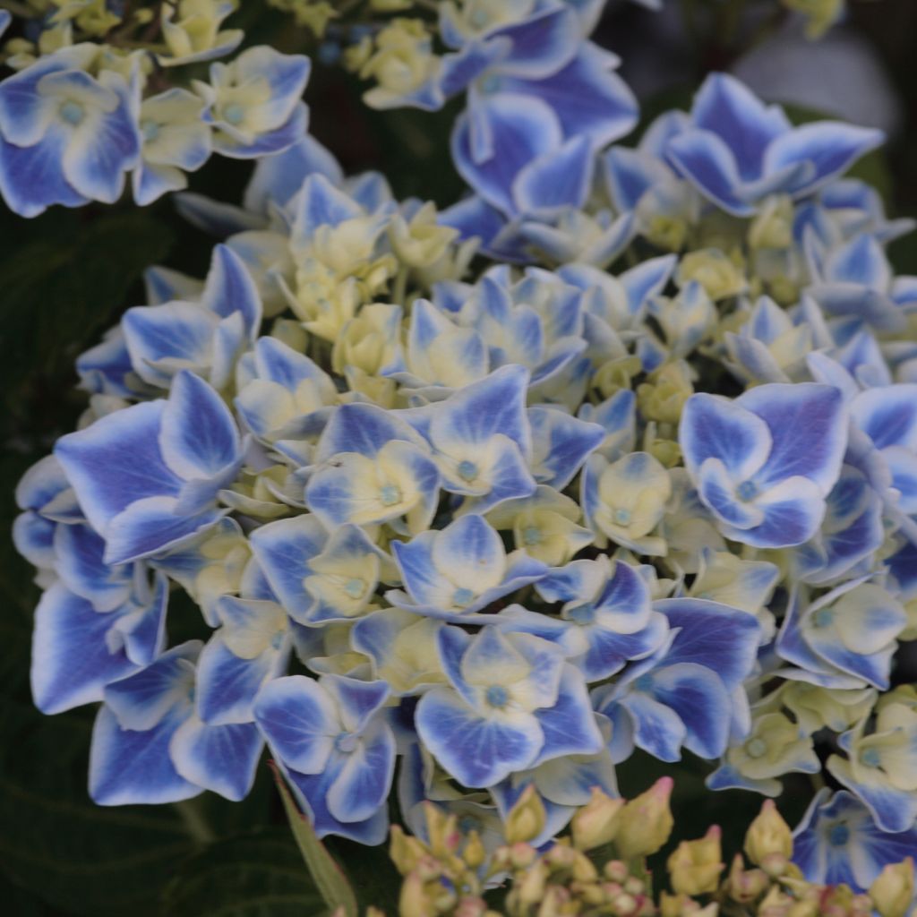 Hydrangea macrophylla Lady Fujiyo - Bauernhortensie