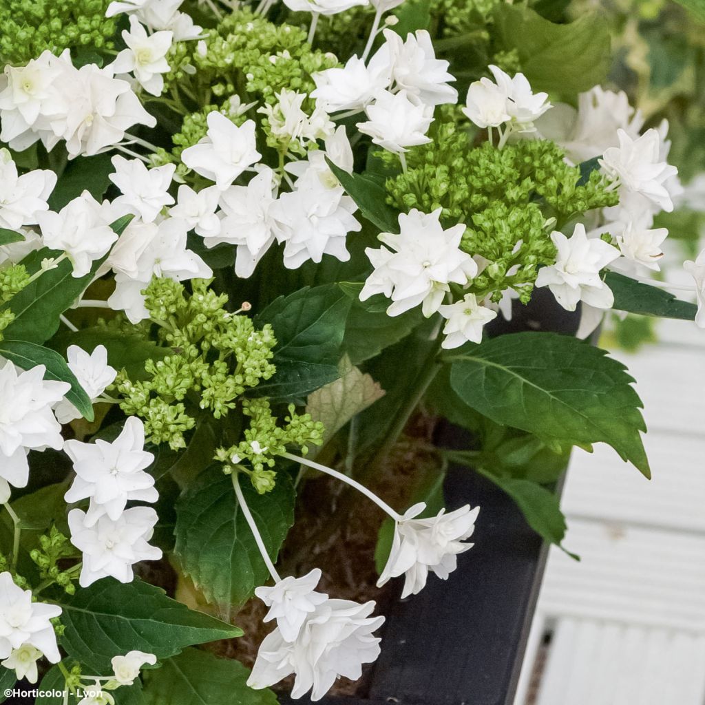 Hydrangea macrophylla Shooting Star - Bauernhortensie