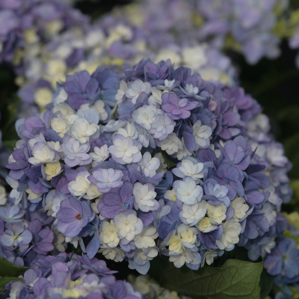 Hydrangea macrophylla Tea Time Together - Bauernhortensie