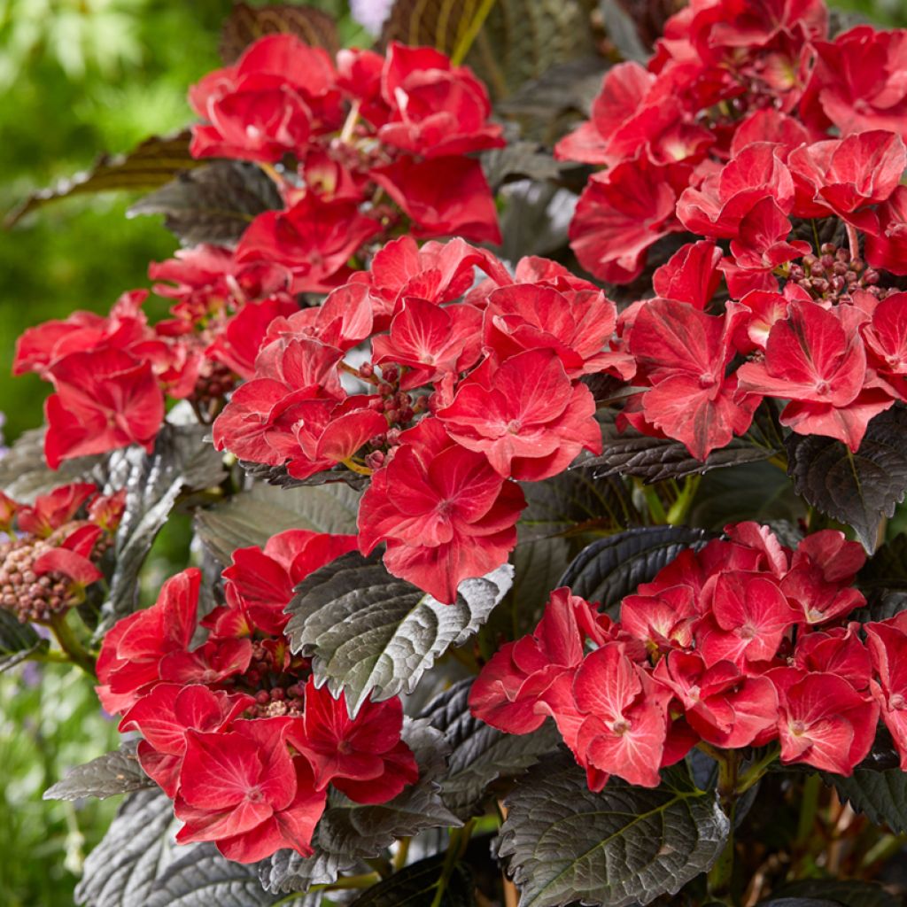 Hydrangea macrophylla x serrata After Midnight ('Jong 02') - Bauernhortensie