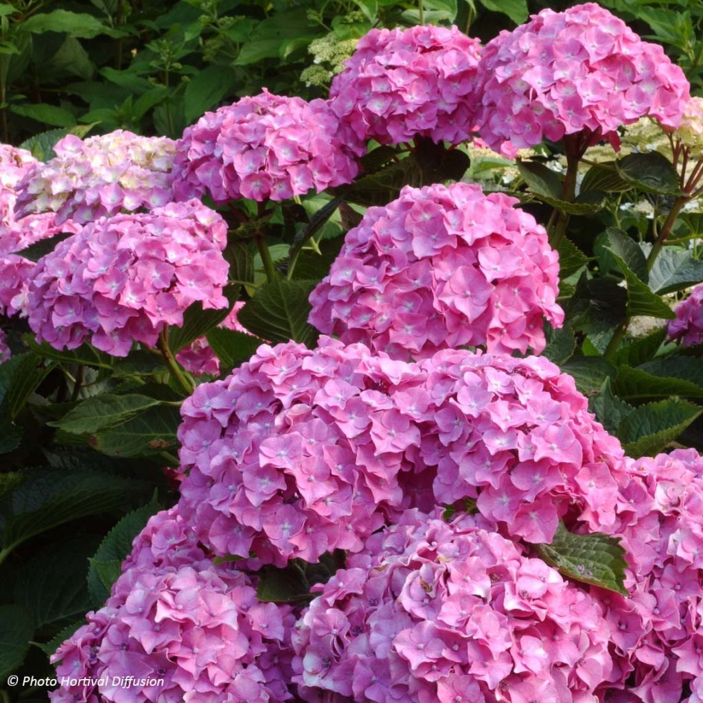 Hydrangea macrophylla Benelux Pink - Bauernhortensie