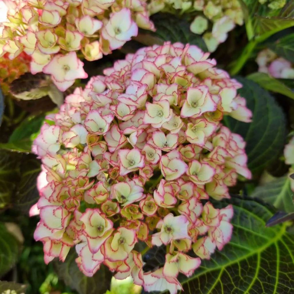 Hydrangea macrophylla Benthe - Bauernhortensie