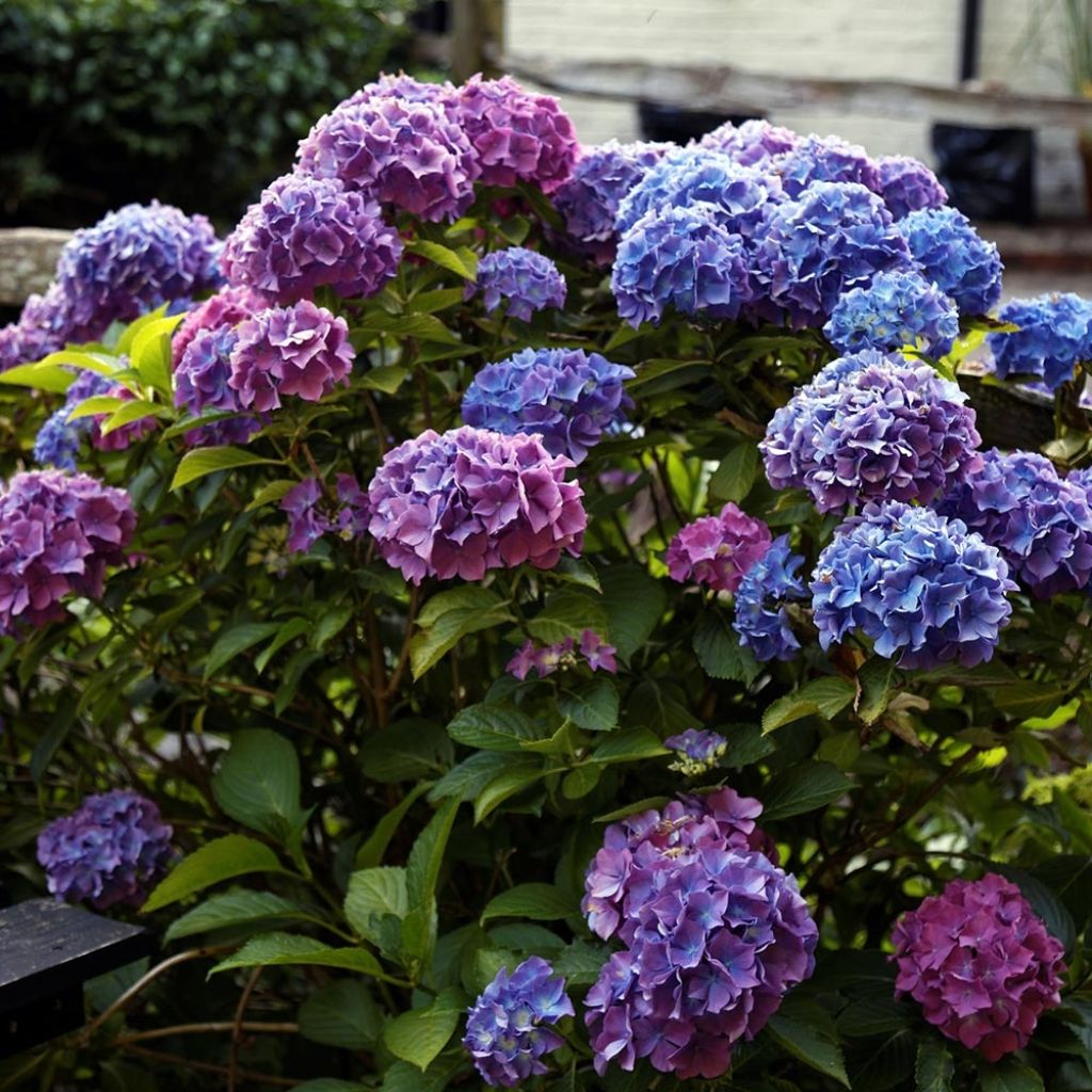 Hydrangea macrophylla Blauer Zwerg - Bauernhortensie