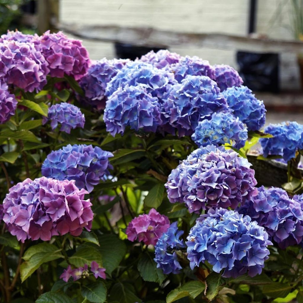 Hydrangea macrophylla Blauer Zwerg - Bauernhortensie