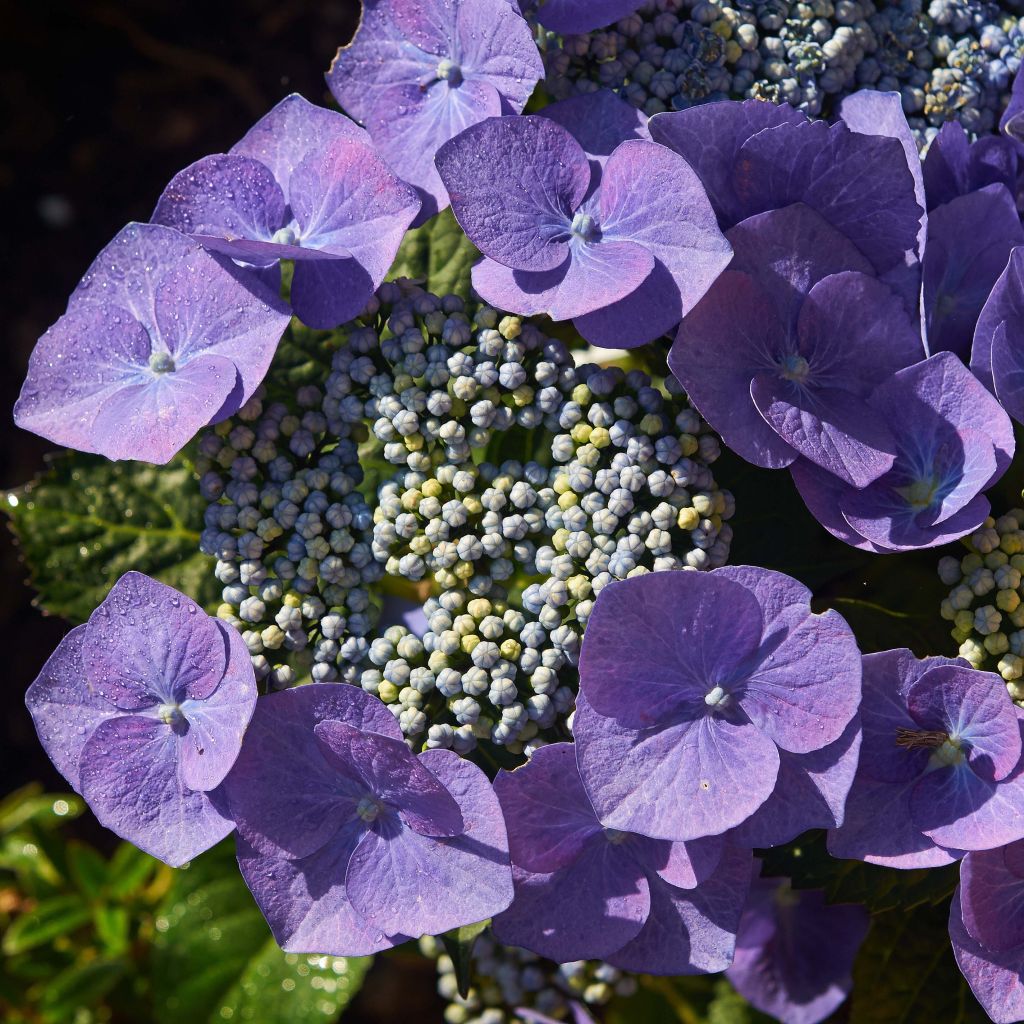 Hydrangea macrophylla Blaumeise - Bauernhortensie