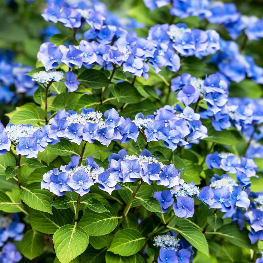 Hydrangea macrophylla Blue Sky - Bauernhortensie