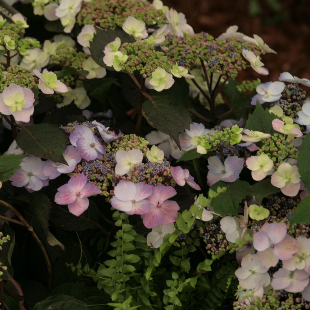 Hydrangea macrophylla Blueberry Cheesecake - Bauernhortensie