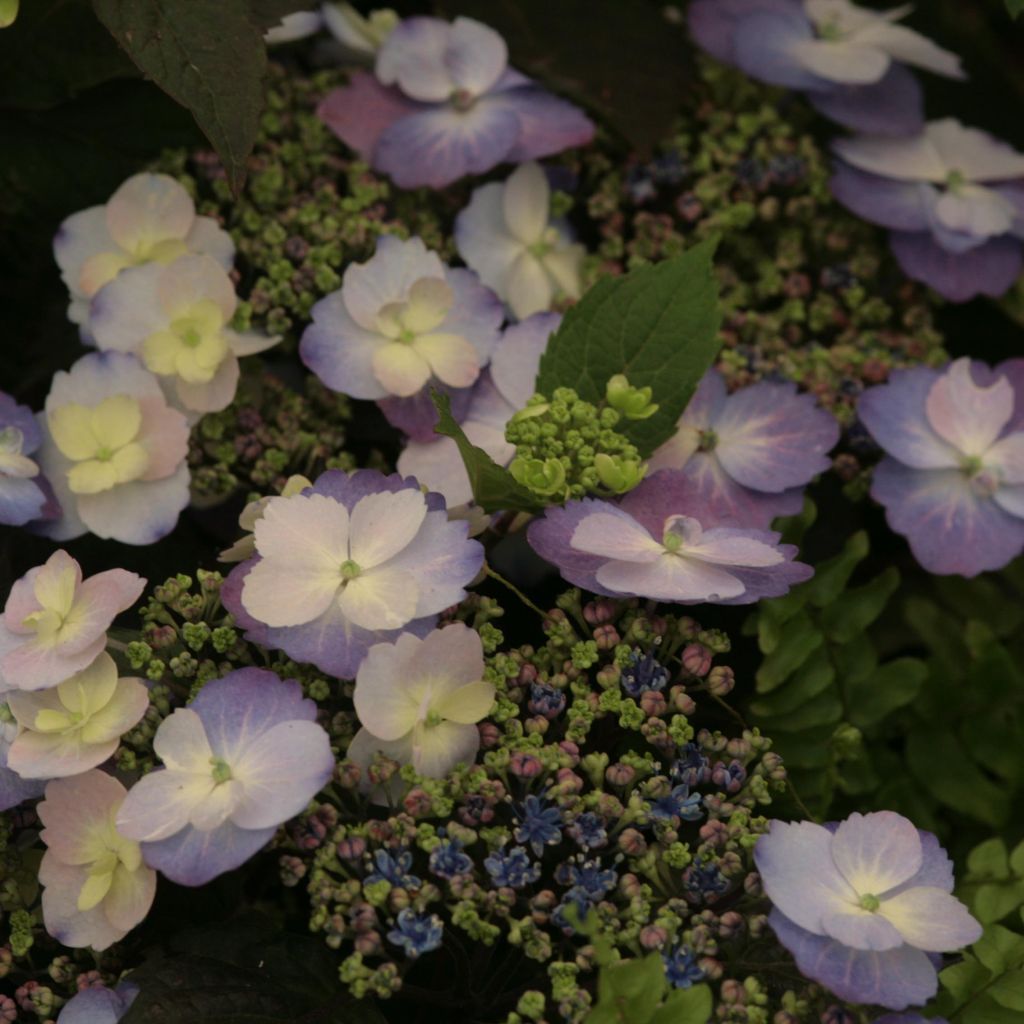 Hortensia - Hydrangea macrophylla Blueberry Cheesecake