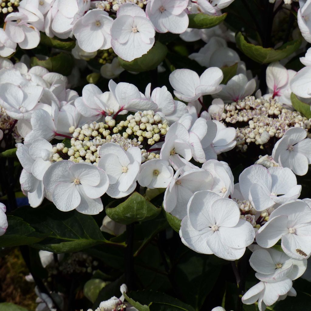 Hydrangea macrophylla Rendez-Vous Choco Chic - Bauernhortensie