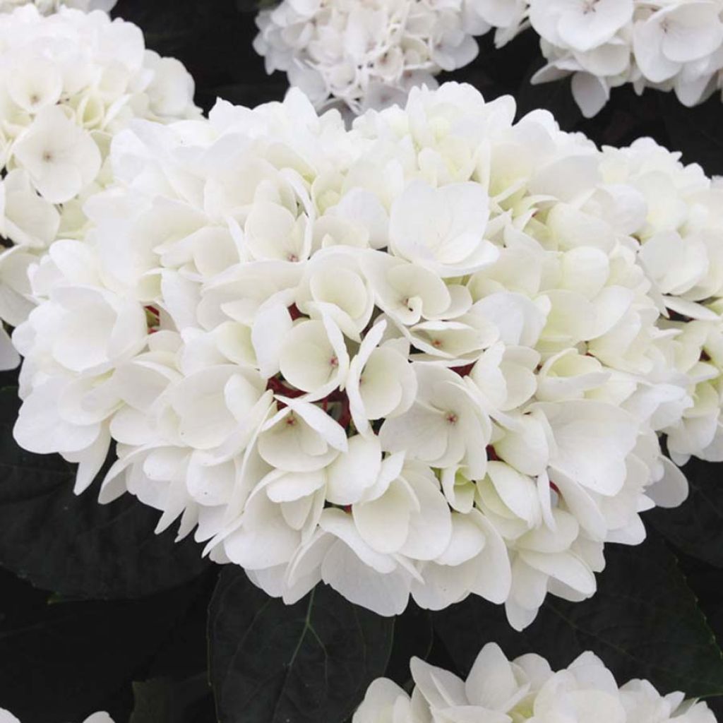 Hortensia - Hydrangea macrophylla Choco Pur® 