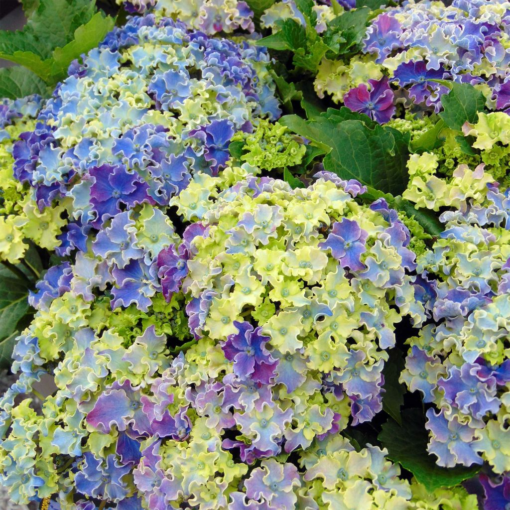 Hydrangea macrophylla Curly Sparkle Blue - Bauernhortensie