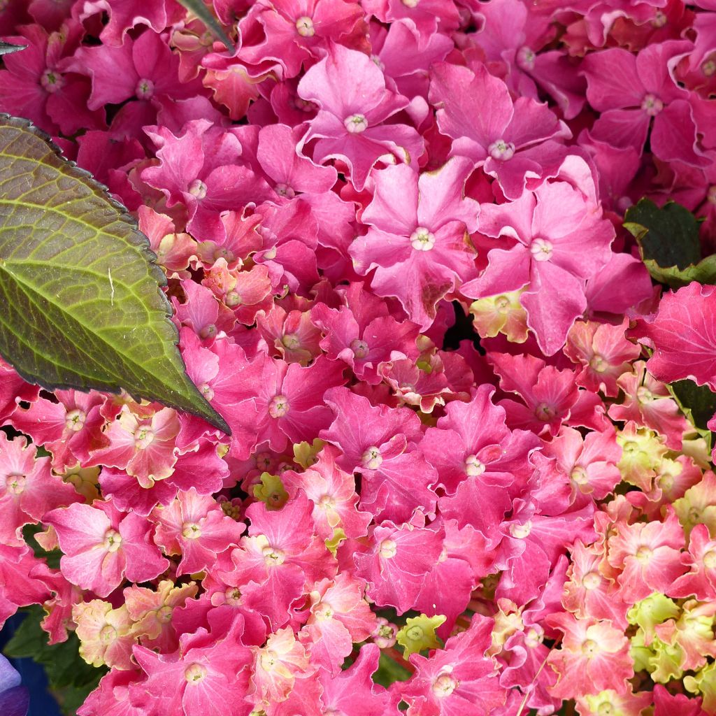 Hydrangea macrophylla Curly Sparkle Red - Bauernhortensie