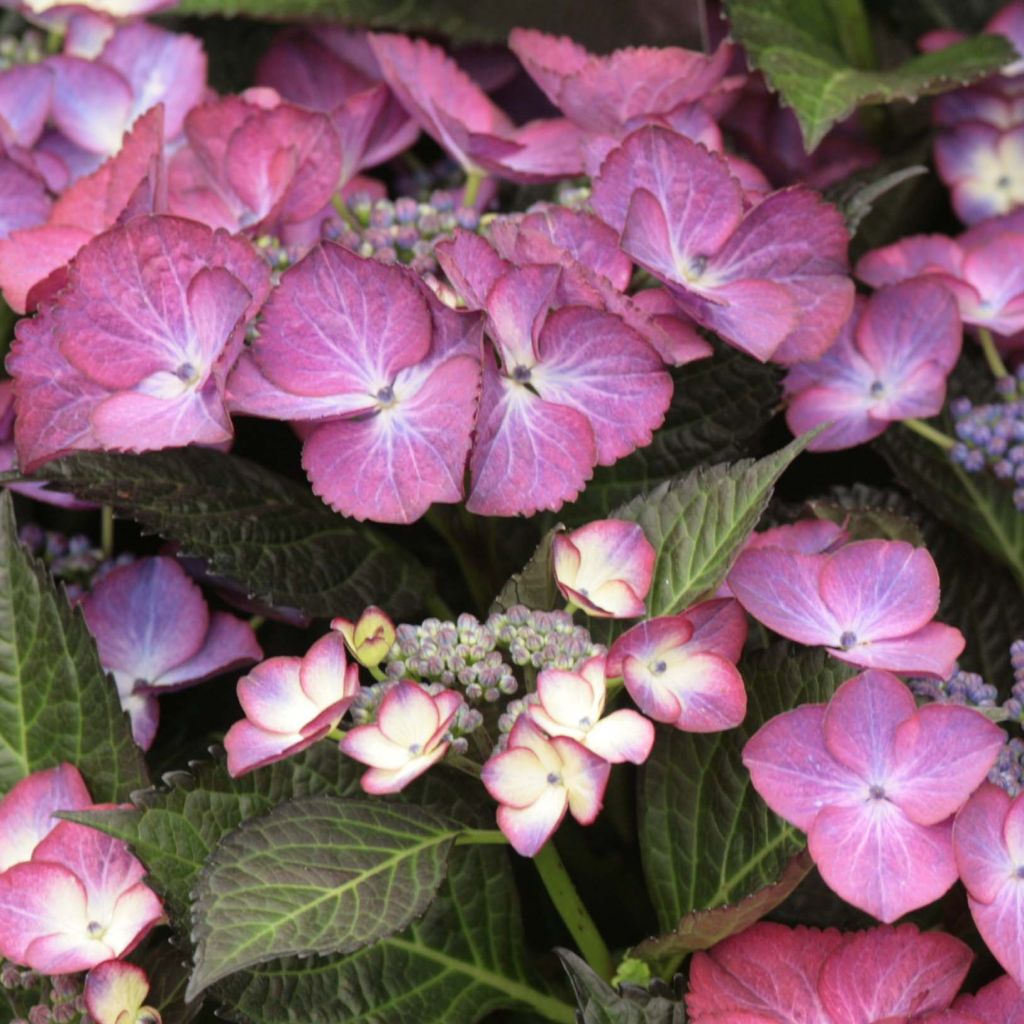 Hortensia - Hydrangea macrophylla Dark Angel Purple