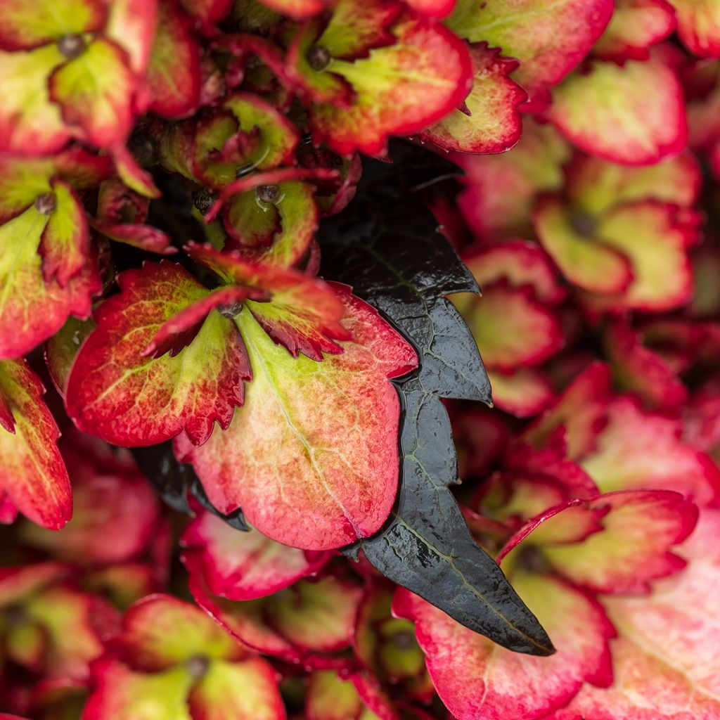 Hydrangea macrophylla Eclipse - Bauernhortensie