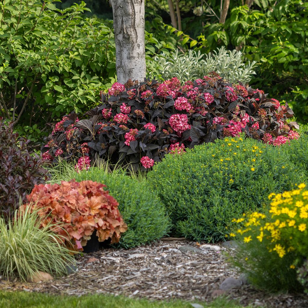 Hydrangea macrophylla Eclipse - Bauernhortensie