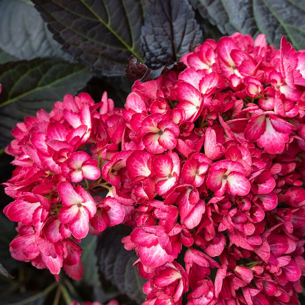 Hydrangea macrophylla Eclipse - Bauernhortensie