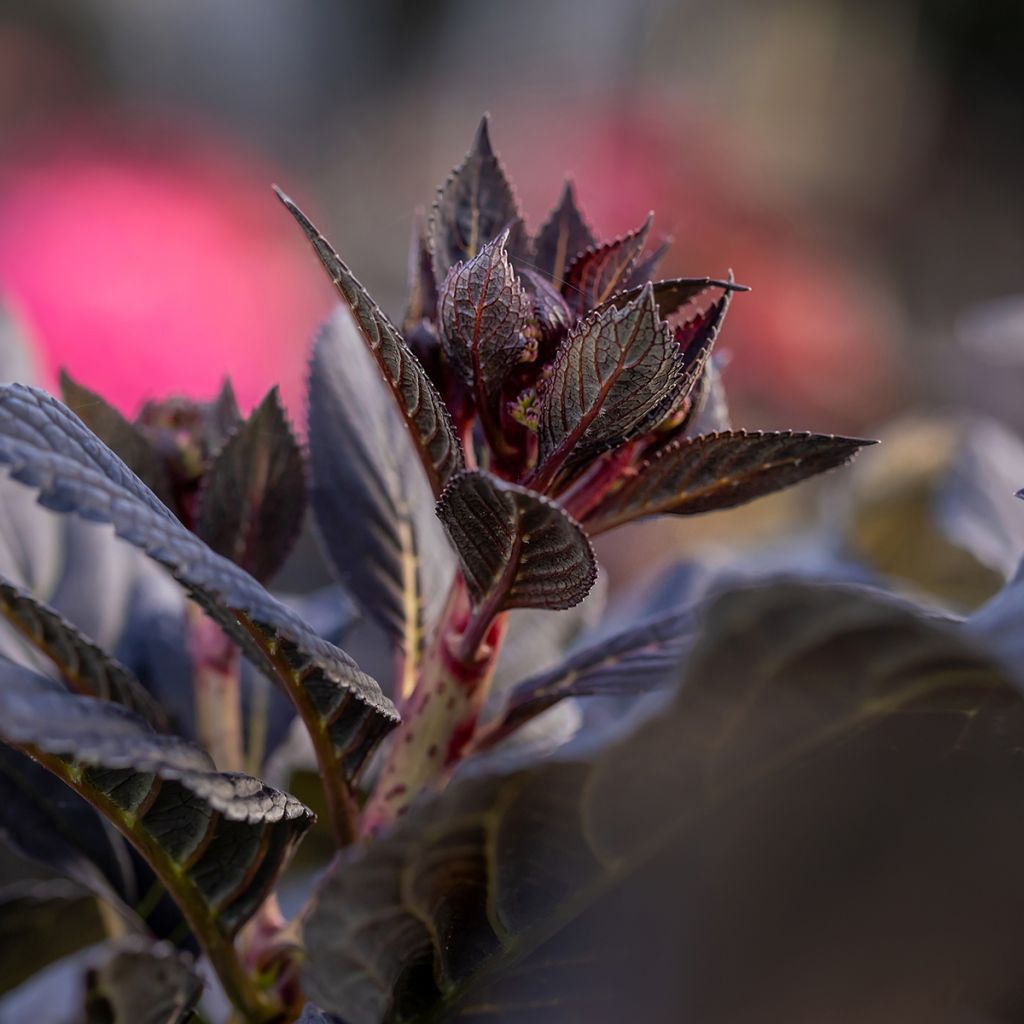 Hydrangea macrophylla Eclipse - Bauernhortensie