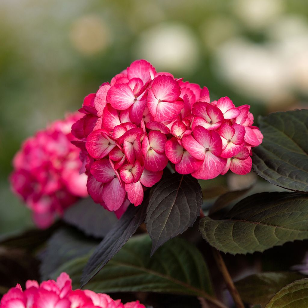 Hydrangea macrophylla Eclipse - Bauernhortensie