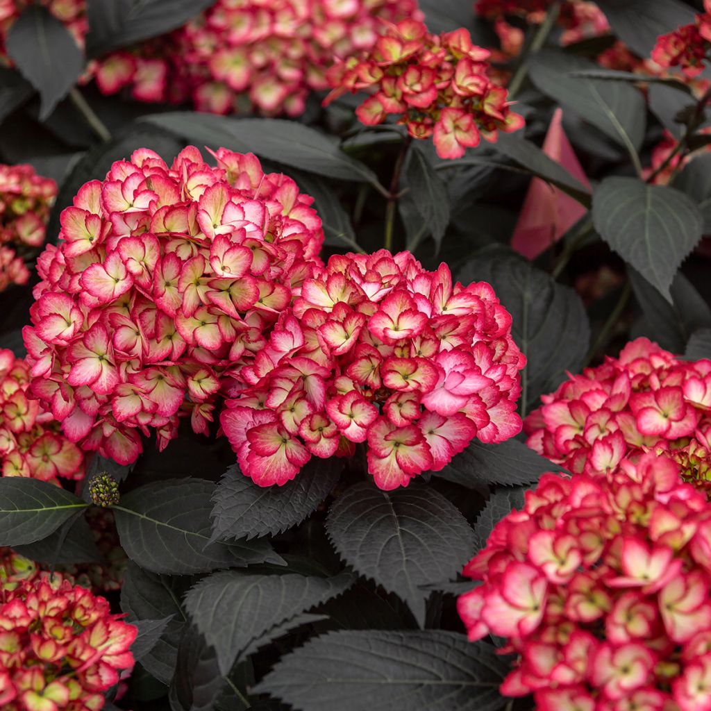 Hydrangea macrophylla Eclipse - Bauernhortensie