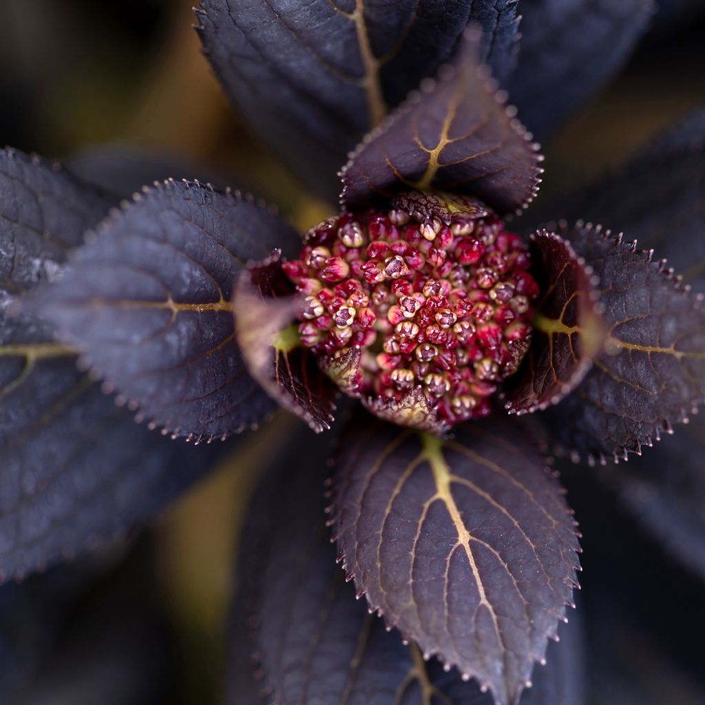 Hydrangea macrophylla Eclipse - Bauernhortensie