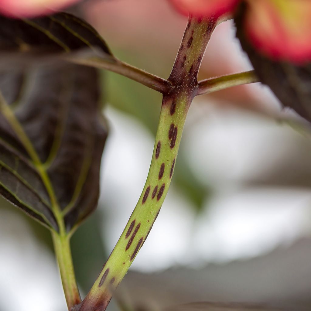 Hydrangea macrophylla Eclipse - Bauernhortensie