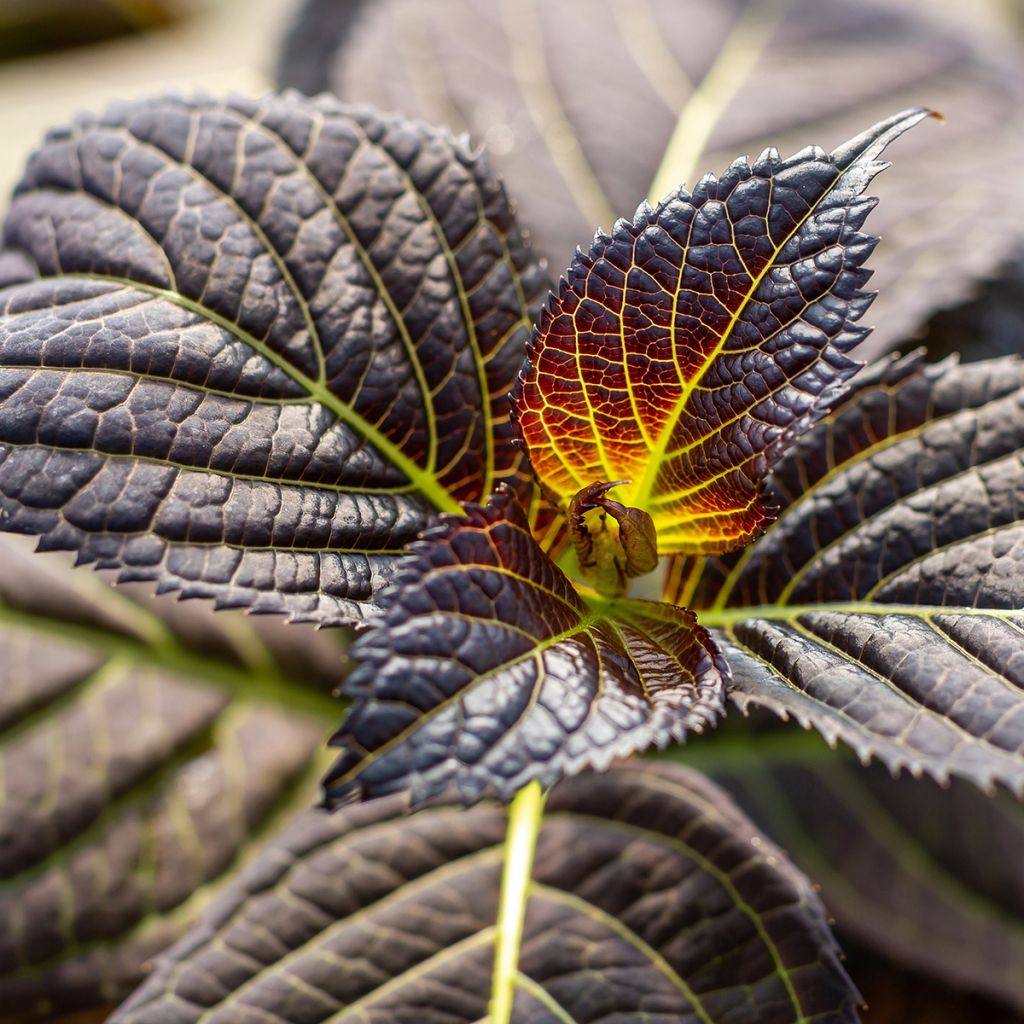 Hydrangea macrophylla Eclipse - Bauernhortensie